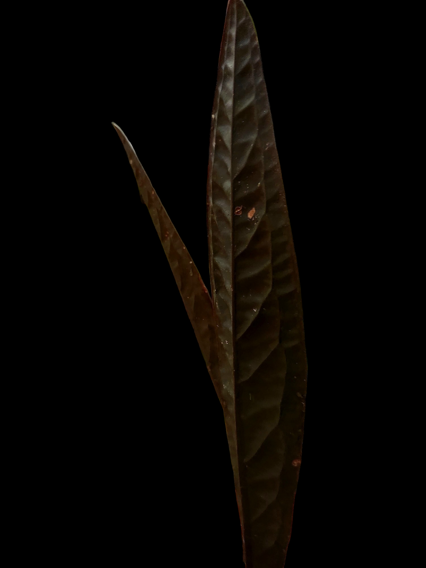Ultra Rare Anthurium Willifordi (EXACT PLANT)