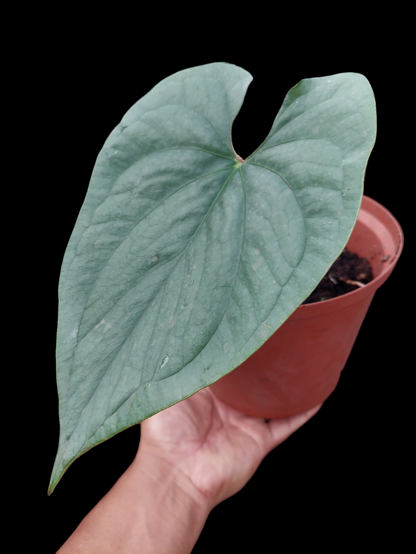 Anthurium sp. Silver Peru (EXACT PLANT)