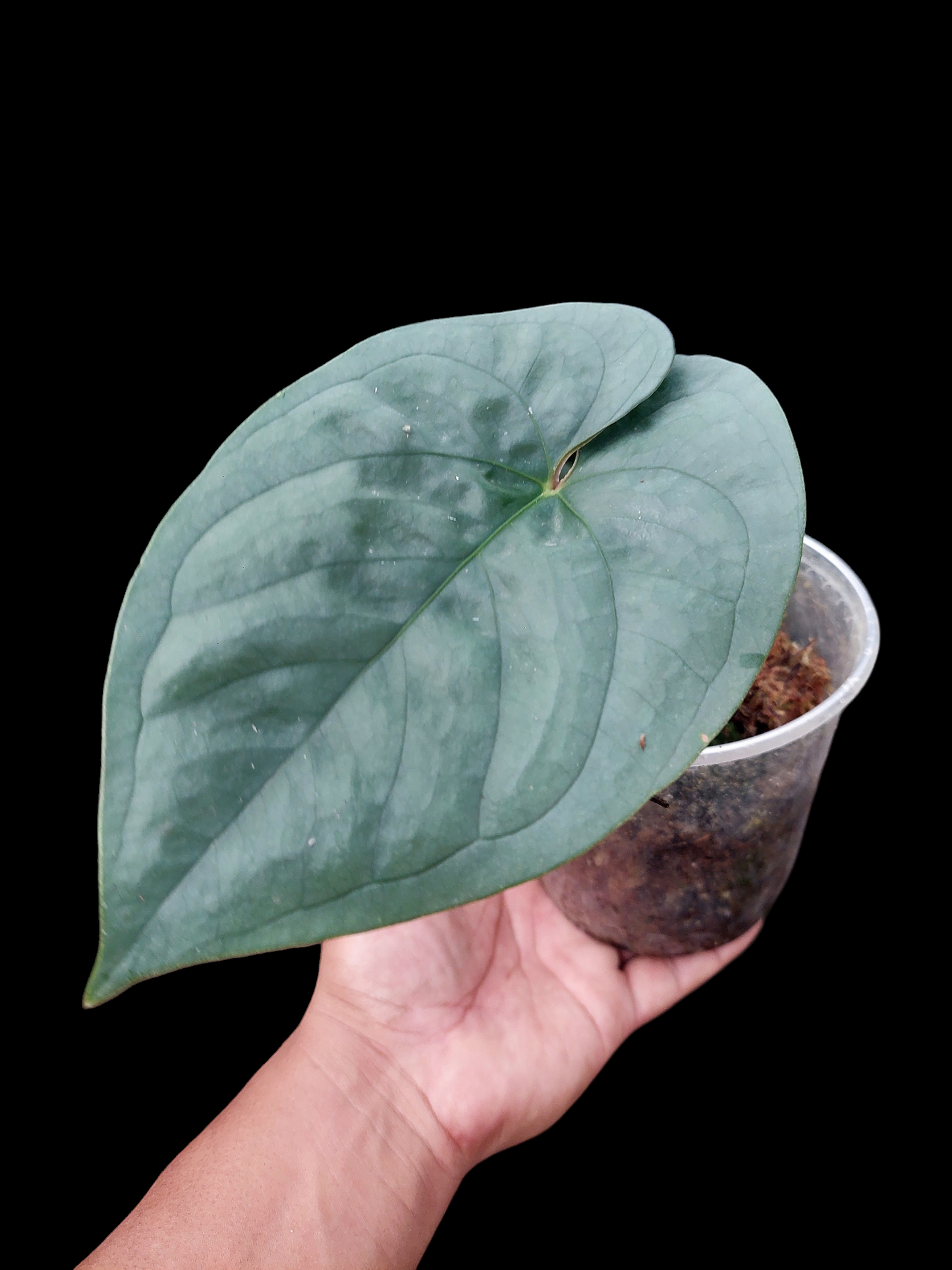 Anthurium sp. Silver Peru (EXACT PLANT)