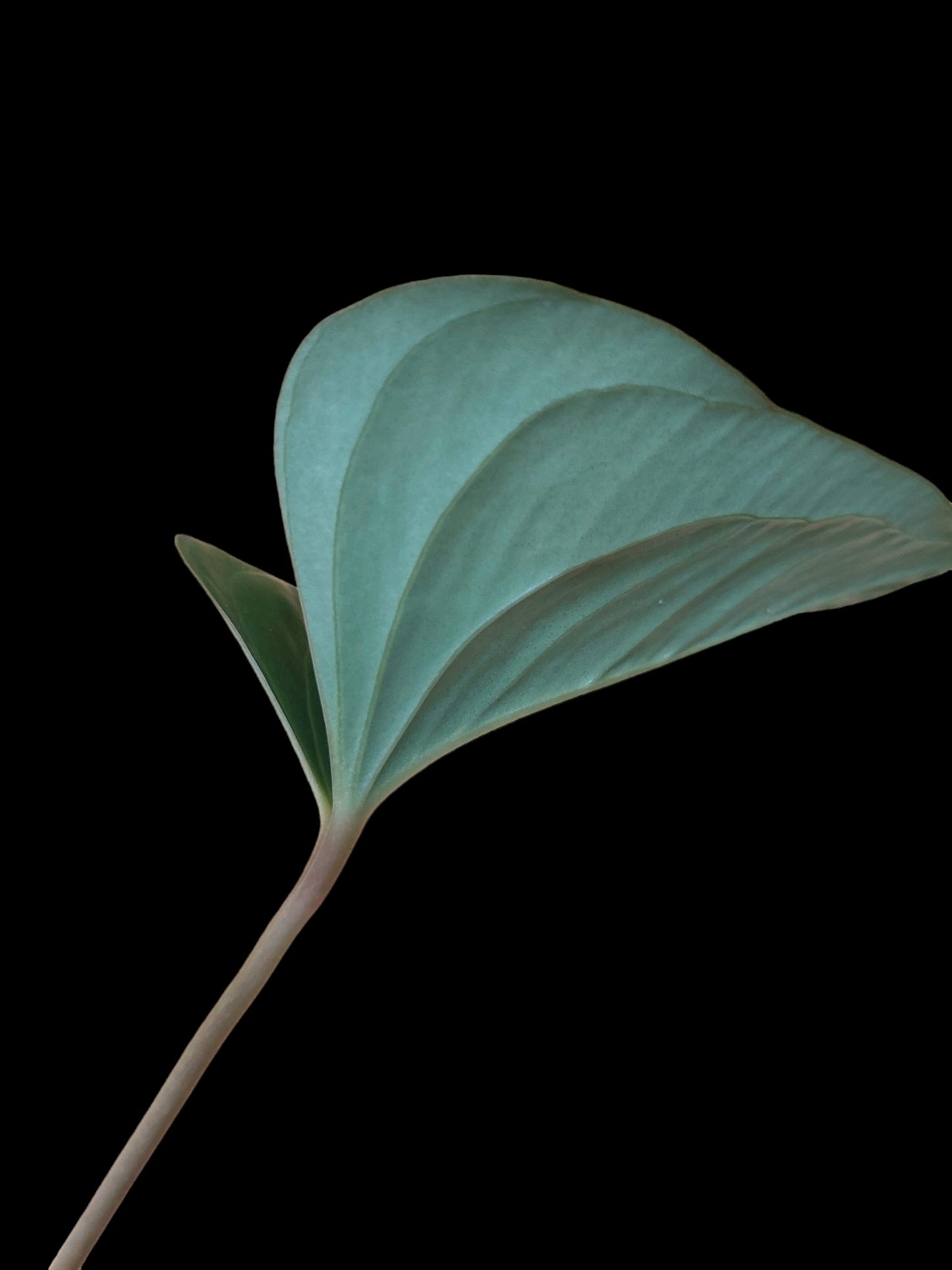 Anthurium sp. 'Indian arrow' (EXACT PLANT)