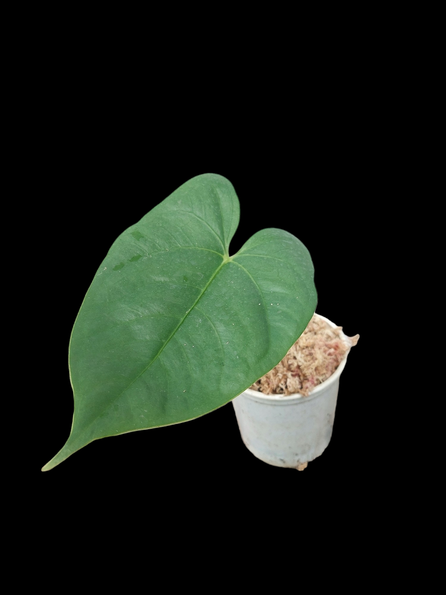 Anthurium sp. 'Shapaja' Round form (EXACT PLANT)