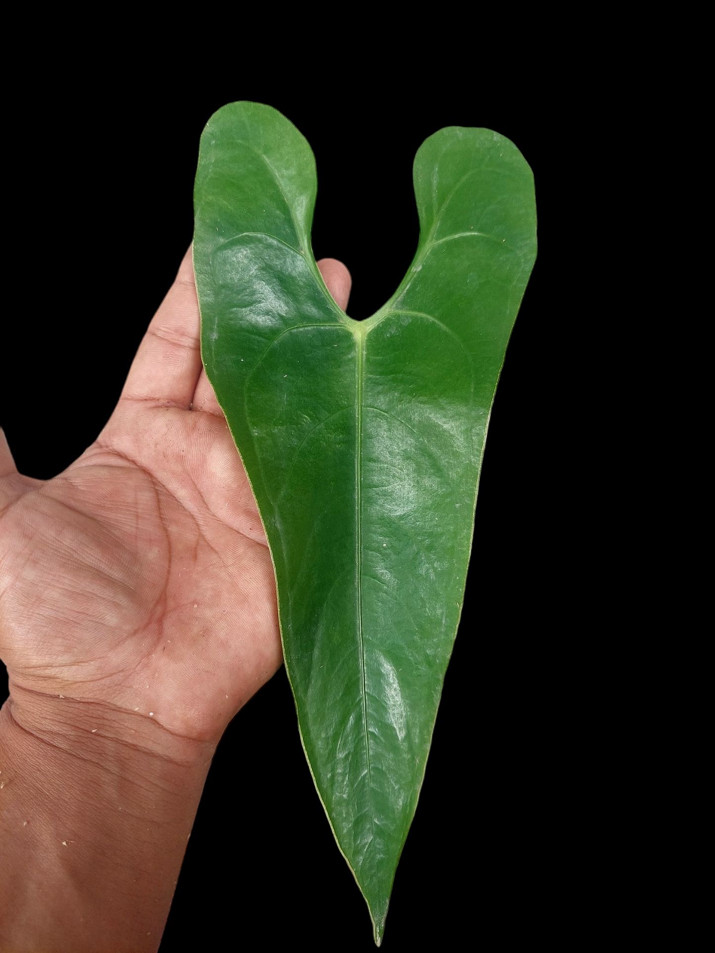 Anthurium sp. 'Shapaja' Narrow form (EXACT PLANT)