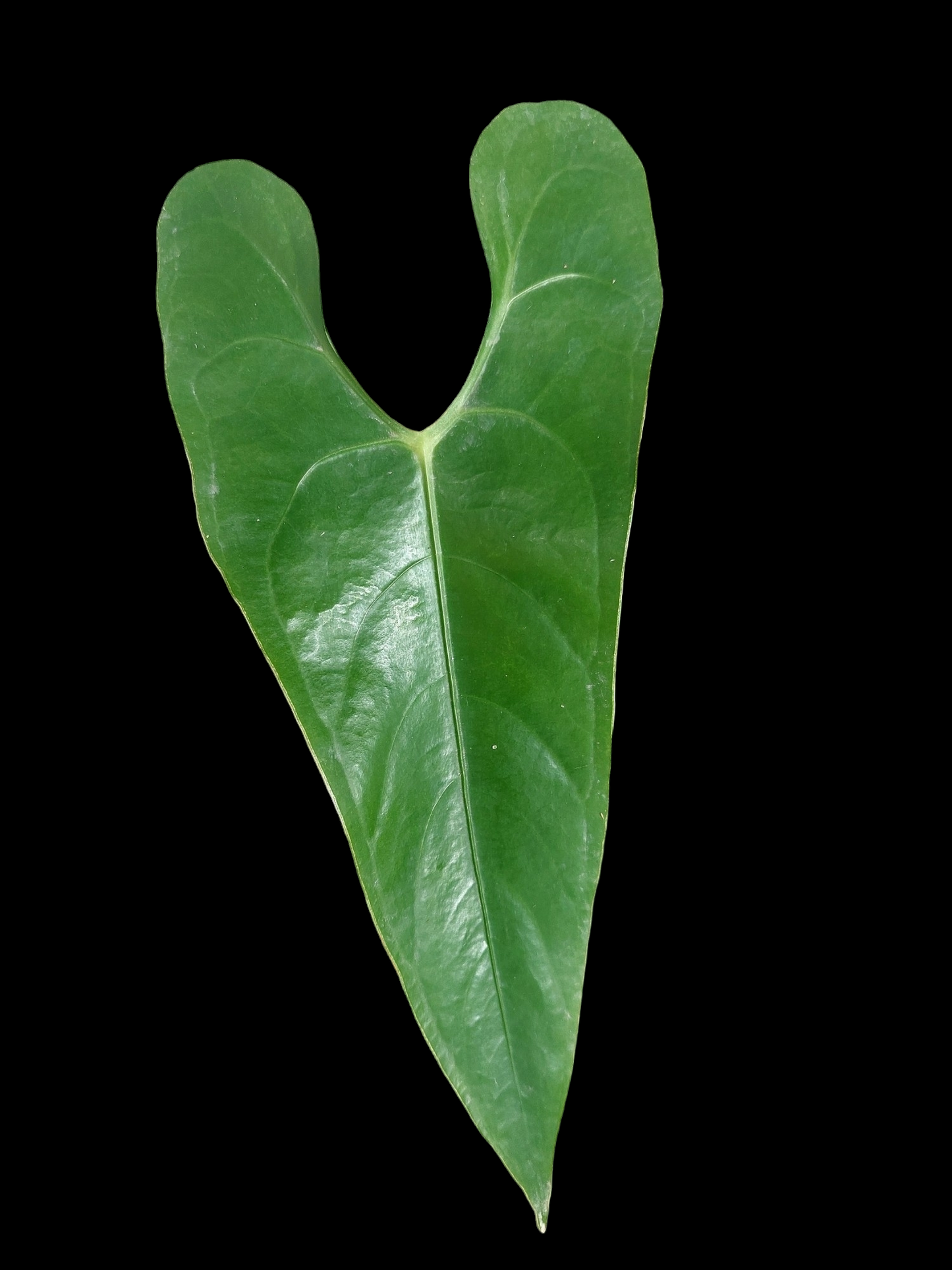 Anthurium sp. 'Shapaja' Narrow form (EXACT PLANT)