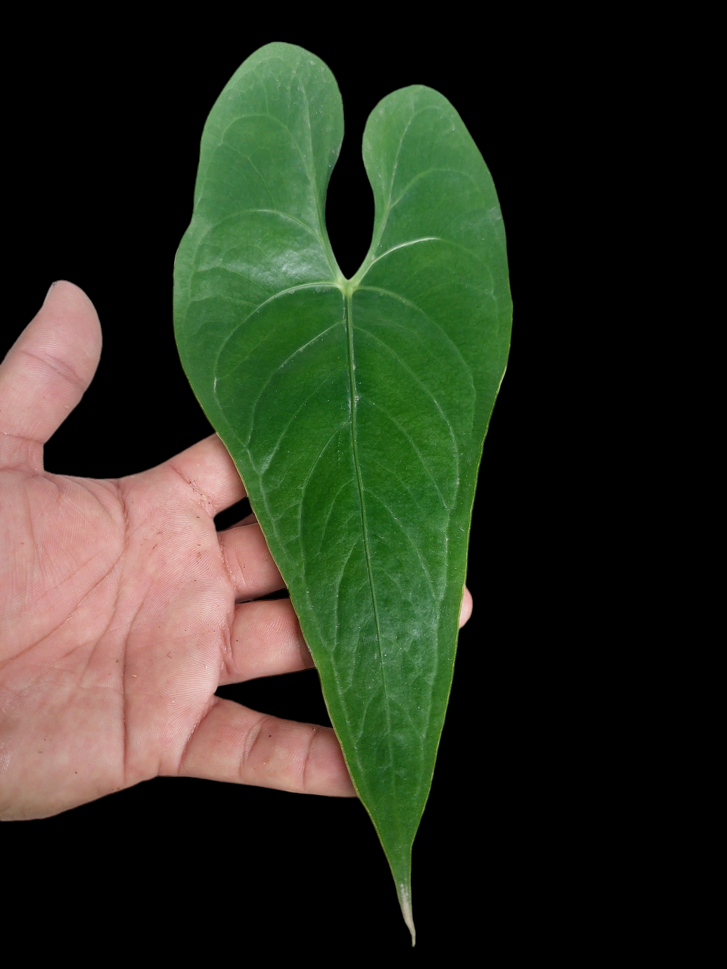 Anthurium sp. 'Shapaja' Narrow form (EXACT PLANT)