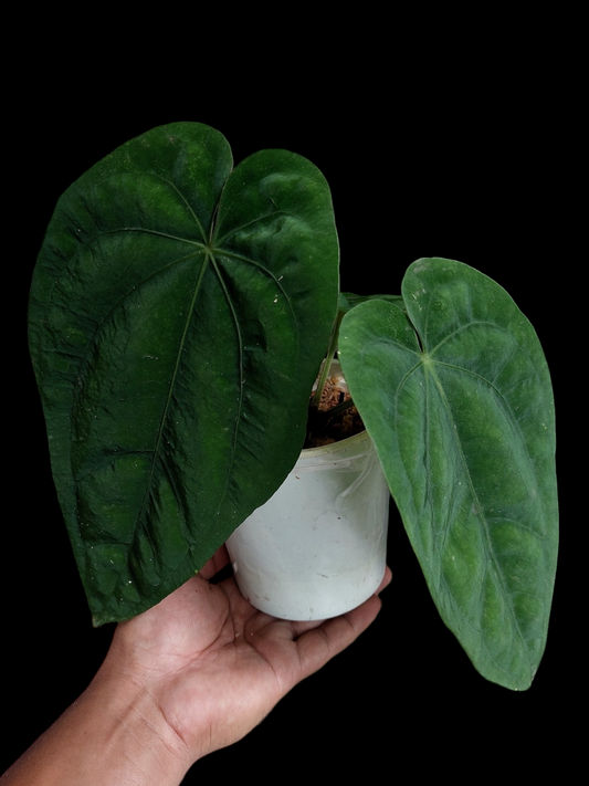 Anthurium Dressleri 'Colon' XL Ecotype 4 Leaves Pure Specie (EXACT PLANT)