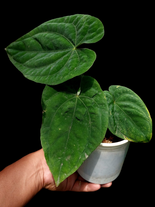 Anthurium Dressleri 'Colon' XL Ecotype 3 Leaves Pure Specie (EXACT PLANT)