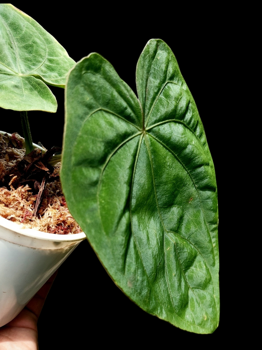 Anthurium Dressleri 'Colon' L Ecotype 2 Leaves Pure Specie (EXACT PLANT)