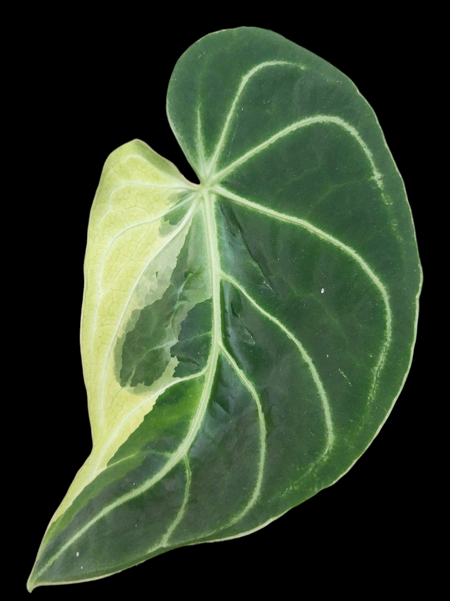 Anthurium Regale "Variegated Mutant" (EXACT PLANT)