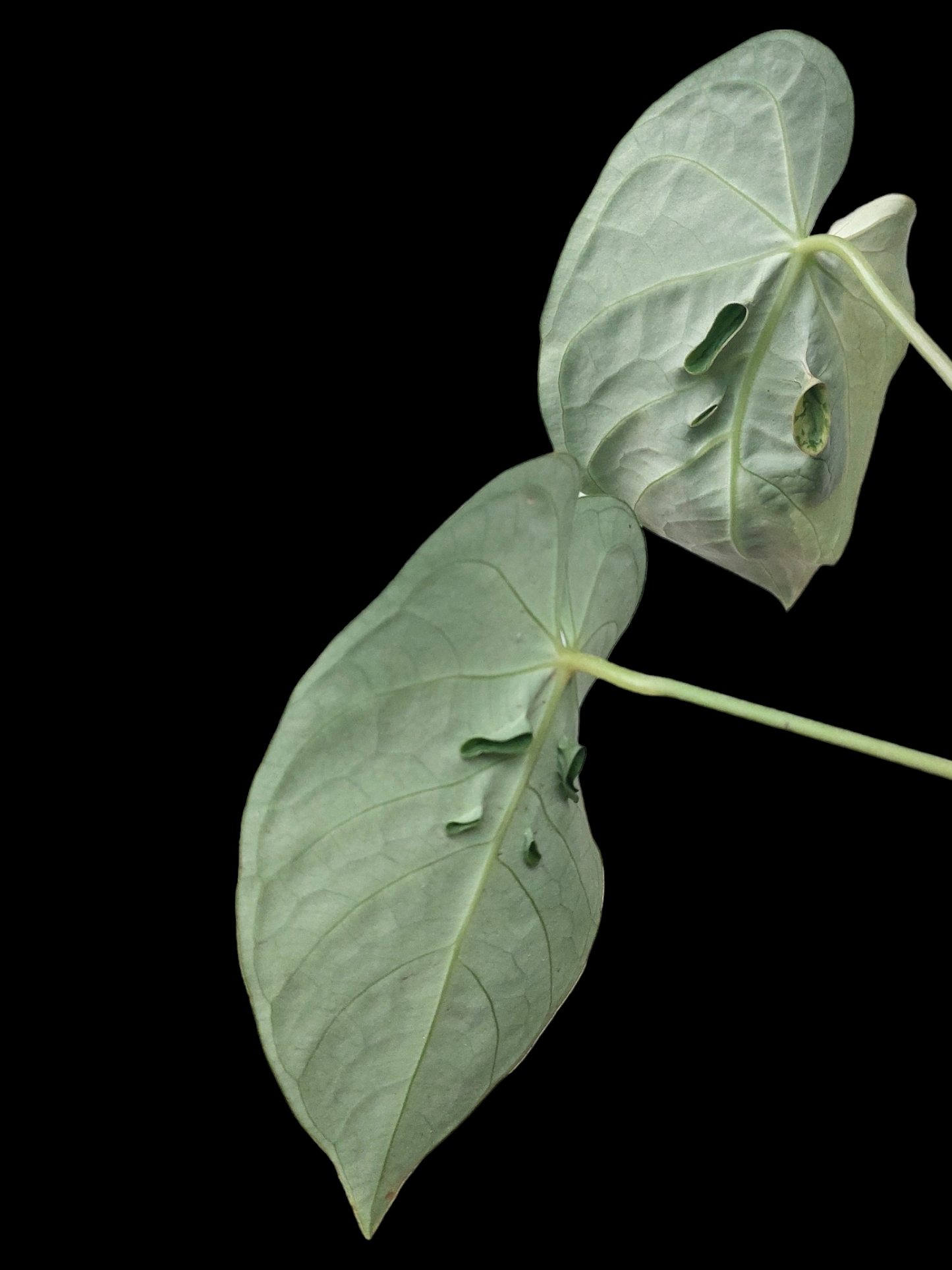 Anthurium Regale "Variegated Mutant" (EXACT PLANT)