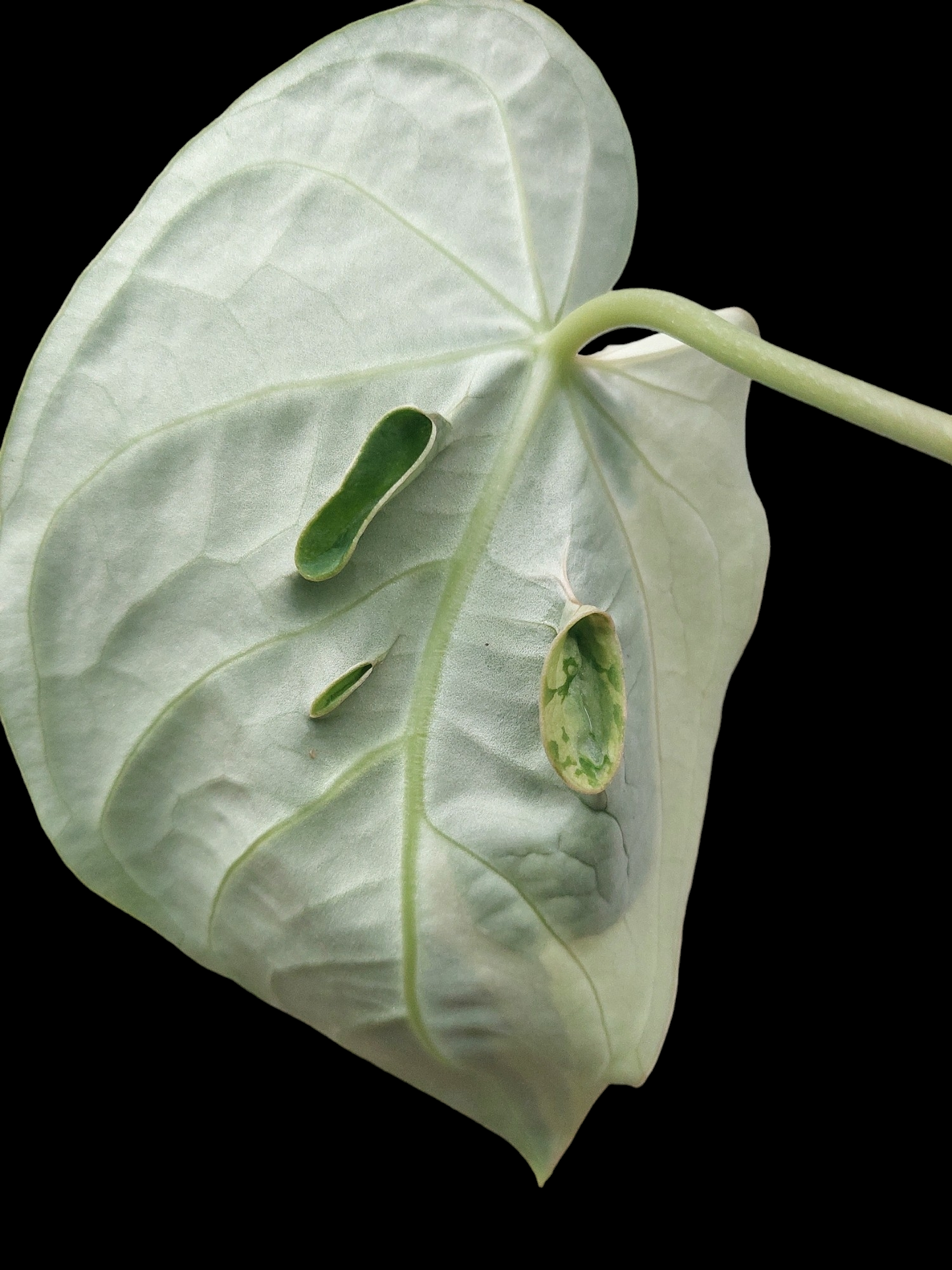 Anthurium Regale "Variegated Mutant" (EXACT PLANT)