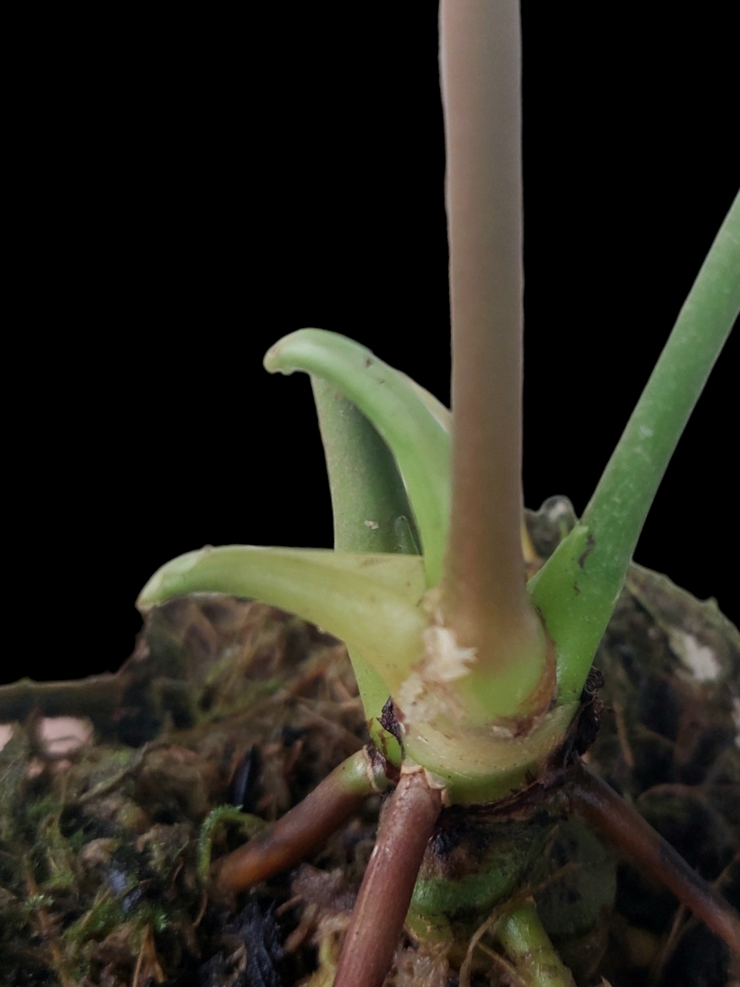 Anthurium Regale "Variegated Mutant" (EXACT PLANT)