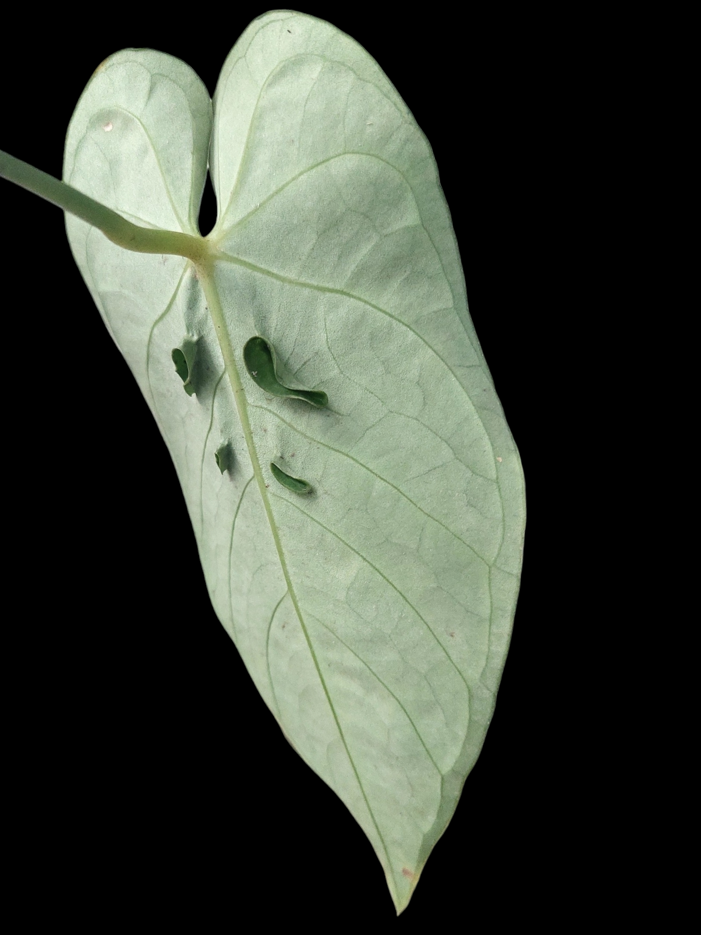 Anthurium Regale "Variegated Mutant" (EXACT PLANT)