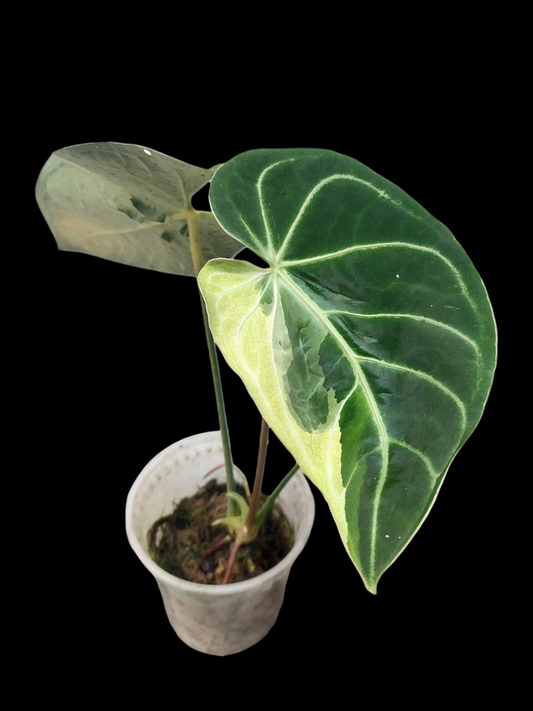 Anthurium Regale "Variegated Mutant" (EXACT PLANT)