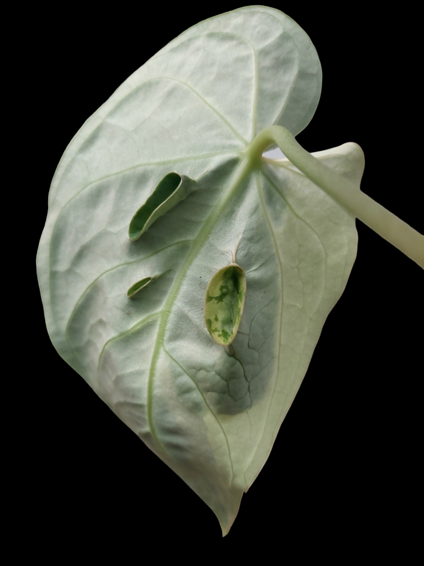 Anthurium Regale "Variegated Mutant" (EXACT PLANT)