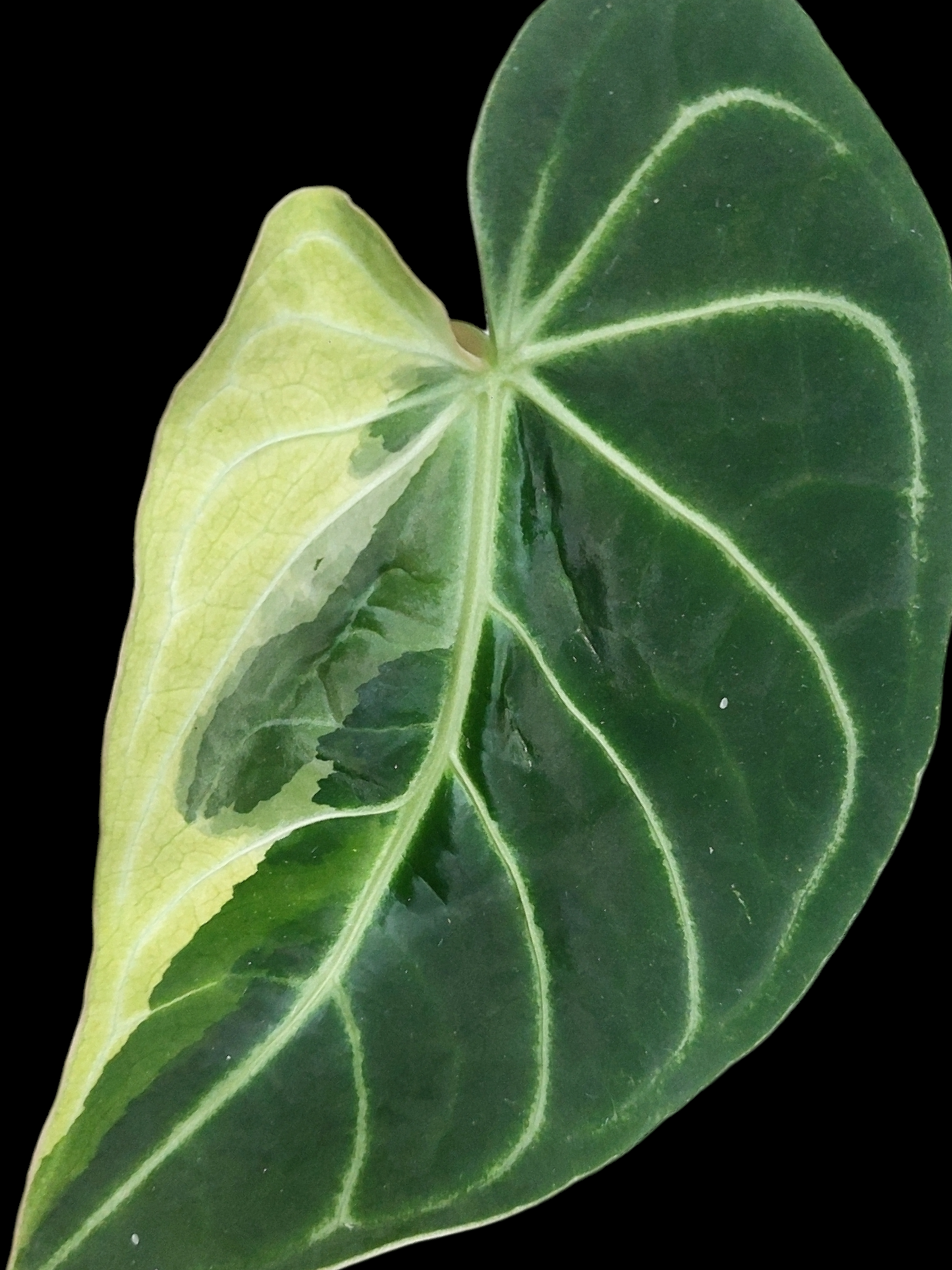 Anthurium Regale "Variegated Mutant" (EXACT PLANT)