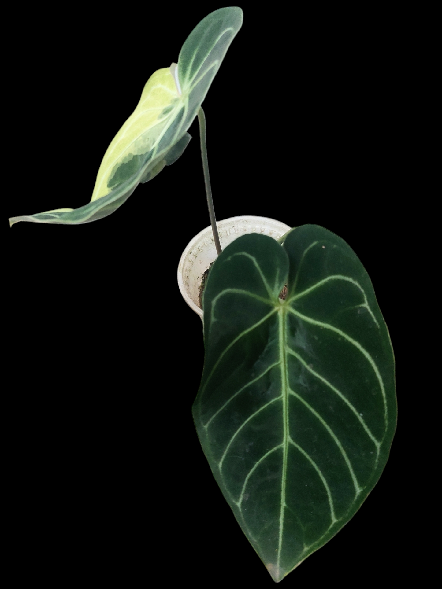 Anthurium Regale "Variegated Mutant" (EXACT PLANT)