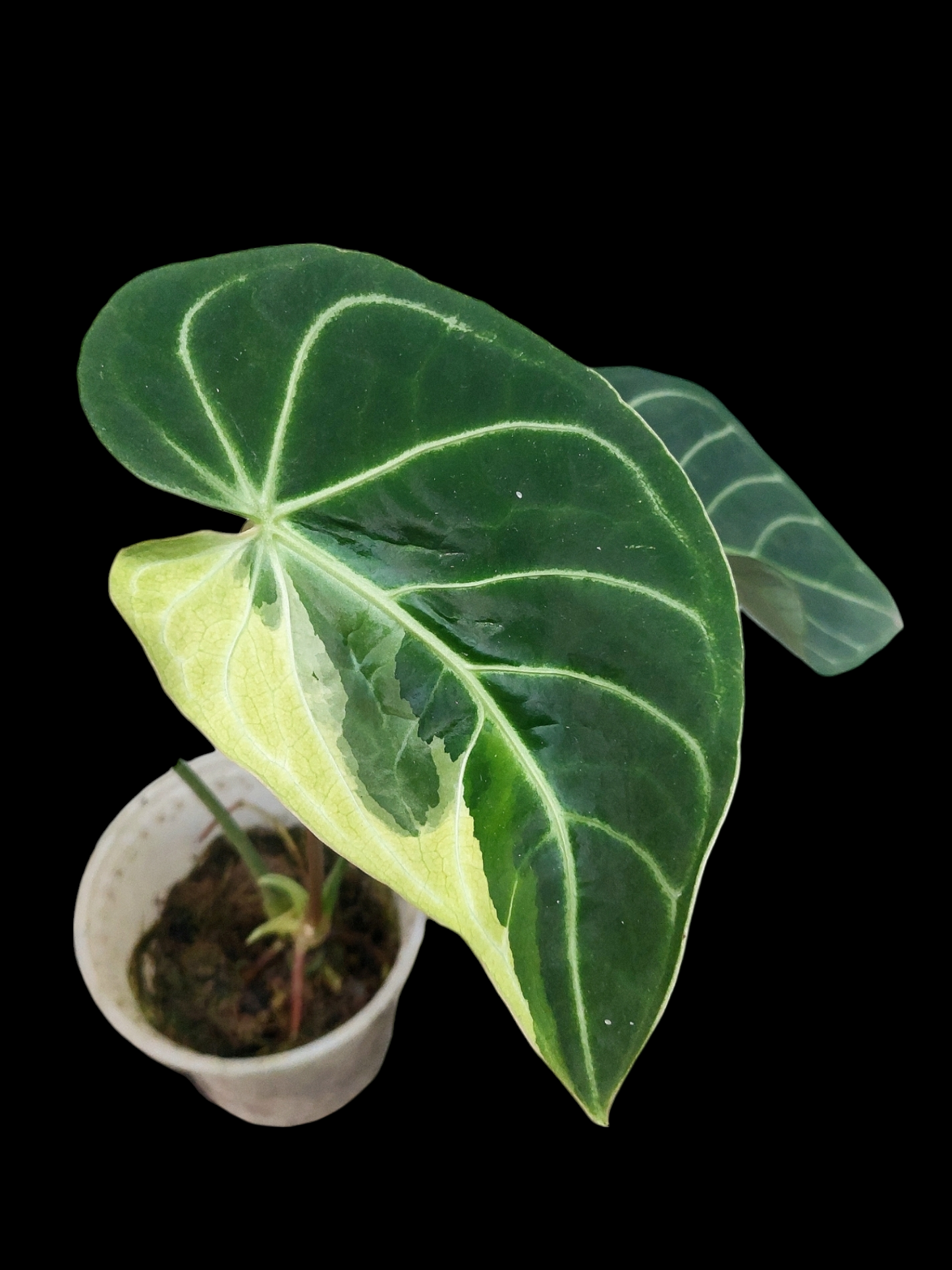 Anthurium Regale "Variegated Mutant" (EXACT PLANT)