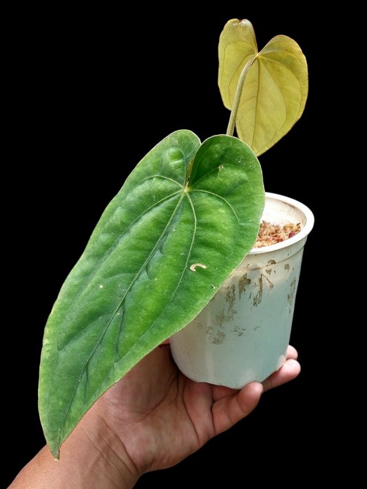 Anthurium Dressleri 'Colon' Ecotype (EXACT PLANT)