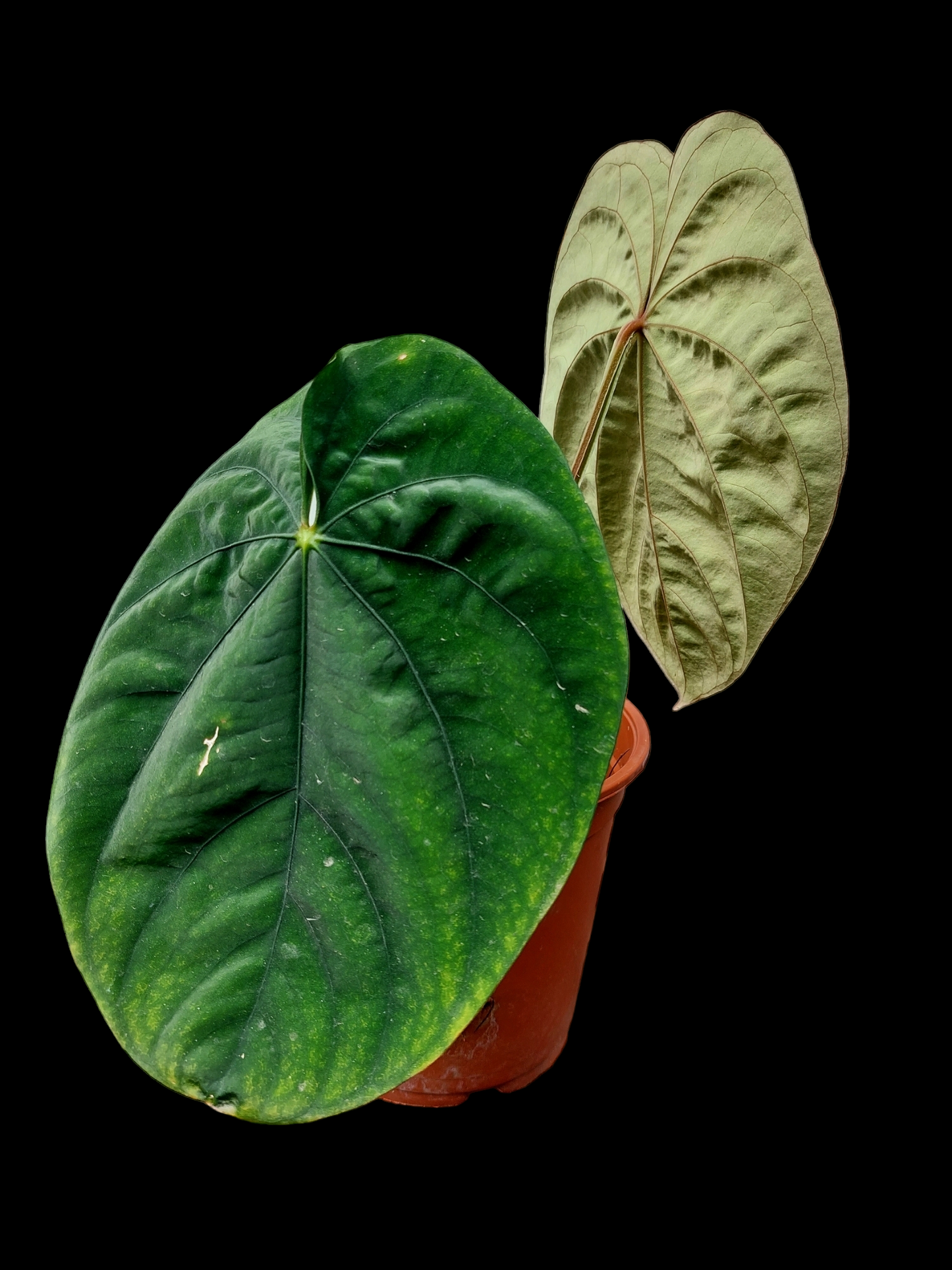 Anthurium Dressleri Eastern Panama Pure Specie Size L (EXACT PLANT)