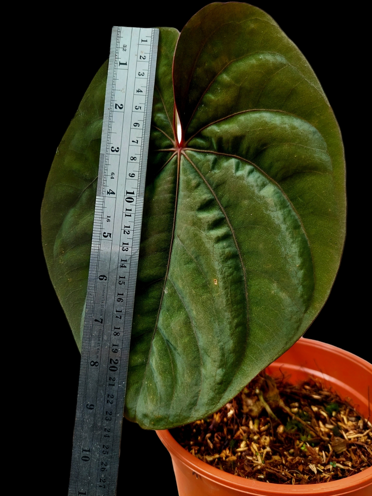 Anthurium Dressleri Eastern Panama Pure Specie Size L (EXACT PLANT)