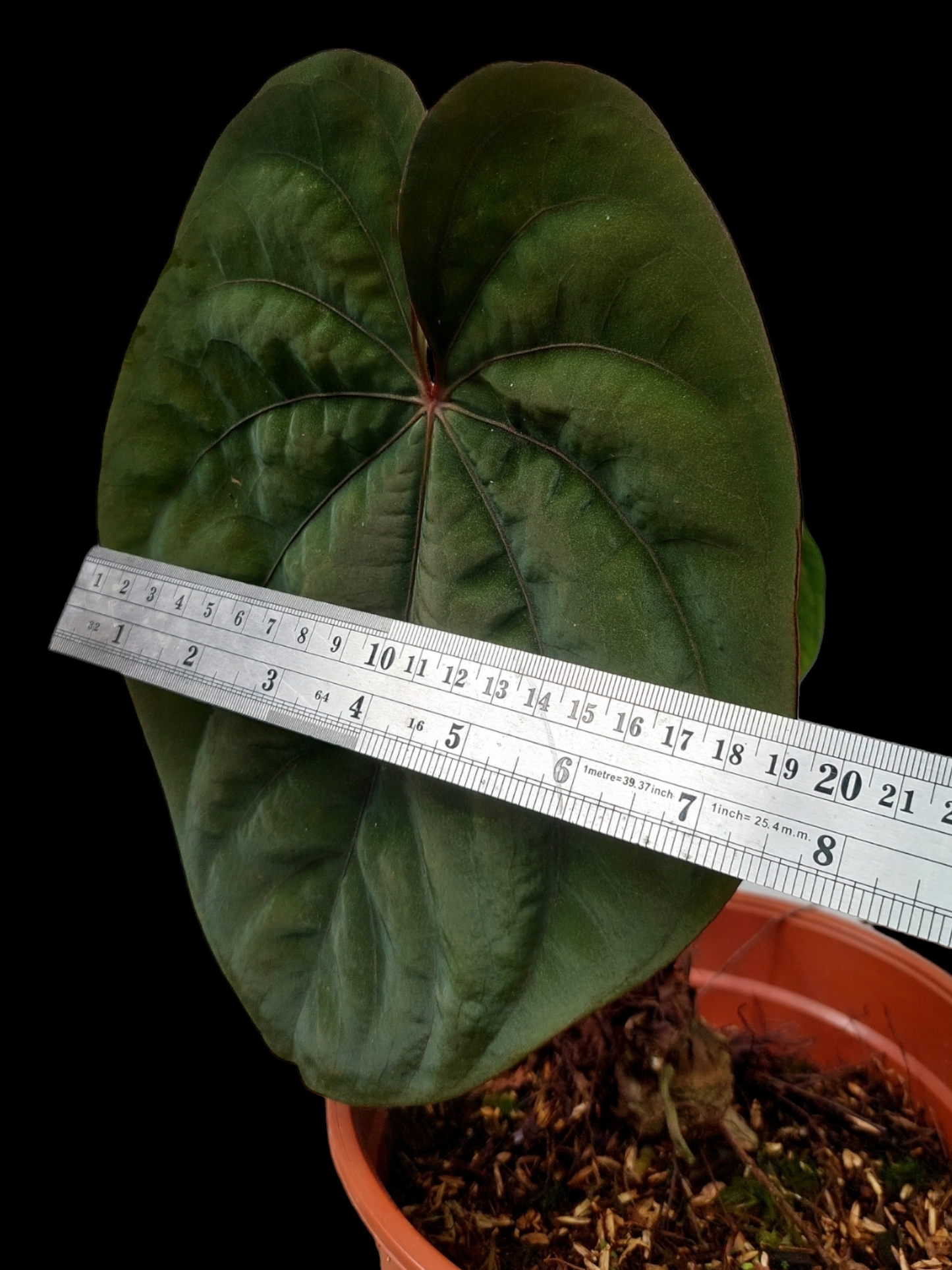 Anthurium Dressleri Eastern Panama Pure Specie Size L (EXACT PLANT)