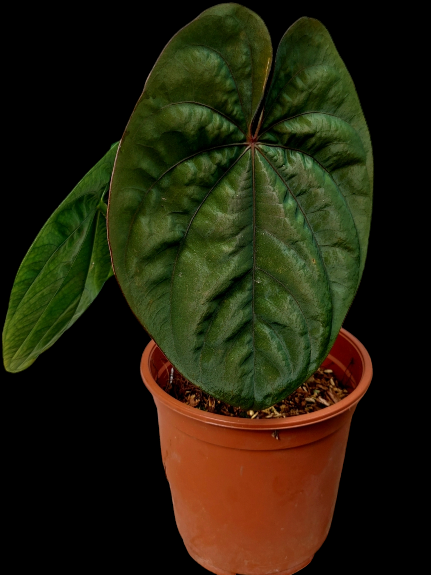 Anthurium Dressleri Eastern Panama Pure Specie Size L (EXACT PLANT)