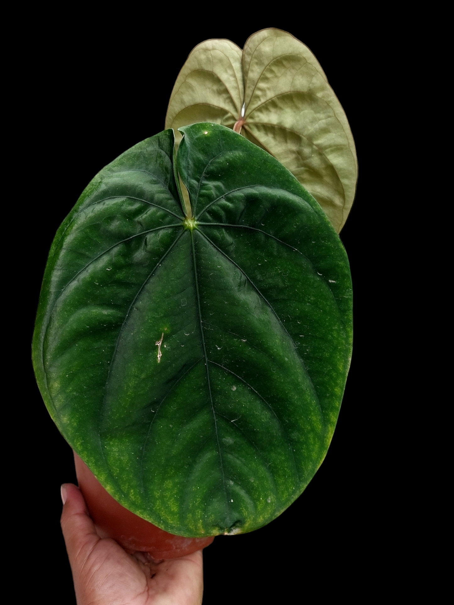 Anthurium Dressleri Eastern Panama Pure Specie Size L (EXACT PLANT)