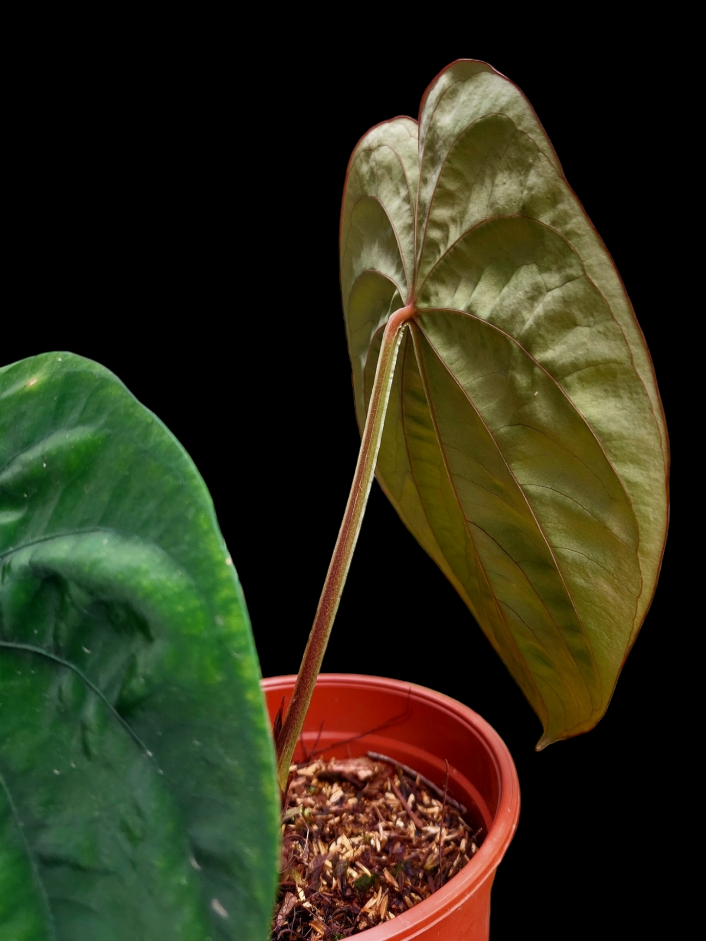 Anthurium Dressleri Eastern Panama Pure Specie Size L (EXACT PLANT)