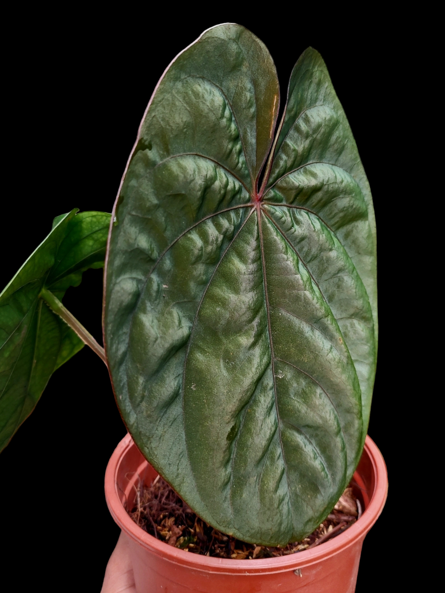 Anthurium Dressleri Eastern Panama Pure Specie Size L (EXACT PLANT)