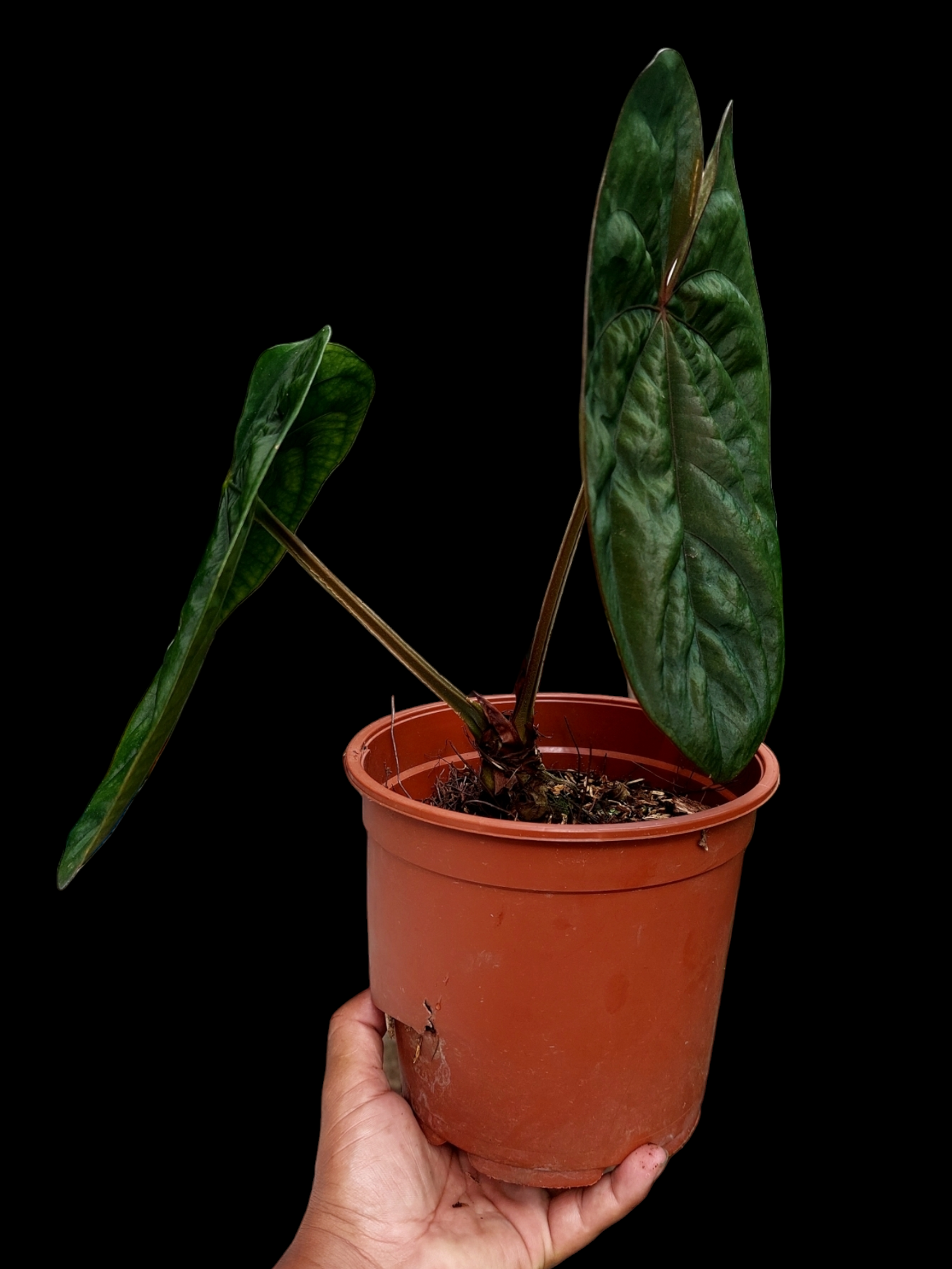 Anthurium Dressleri Eastern Panama Pure Specie Size L (EXACT PLANT)