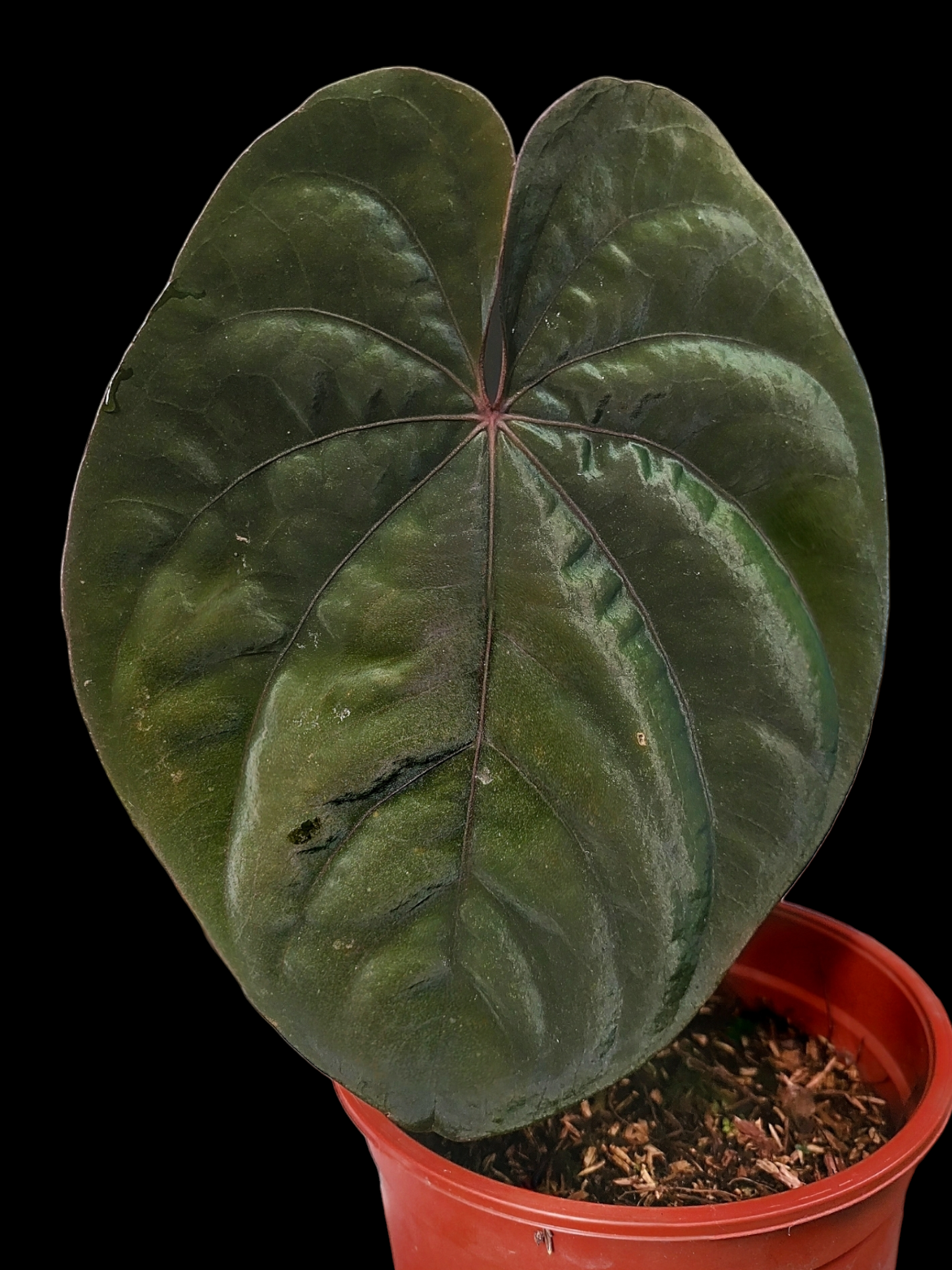 Anthurium Dressleri Eastern Panama Pure Specie Size L (EXACT PLANT)