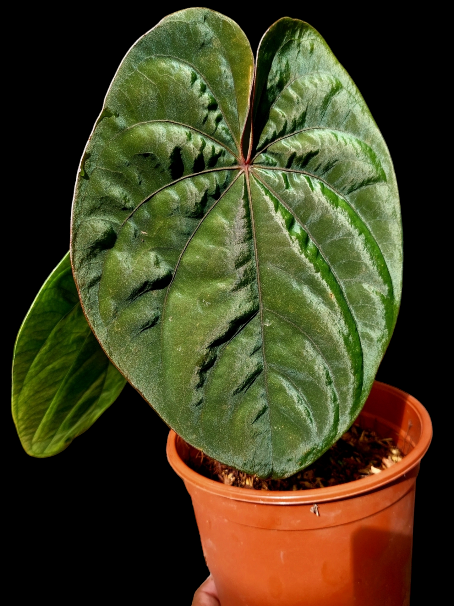 Anthurium Dressleri Eastern Panama Pure Specie Size L (EXACT PLANT)