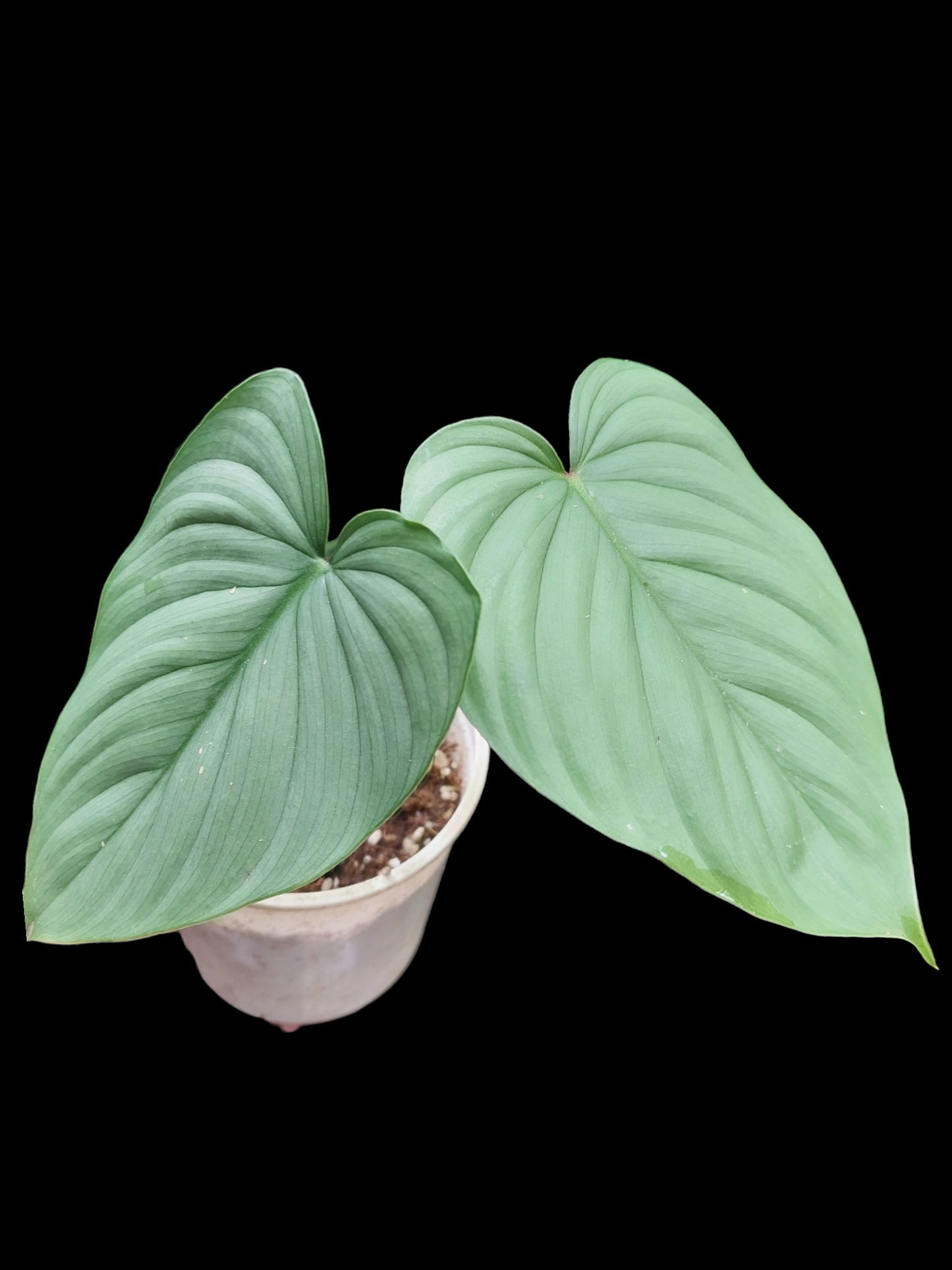 Philodendron sp. 'Silver Angel' with 3 Leaves (EXACT PLANT)