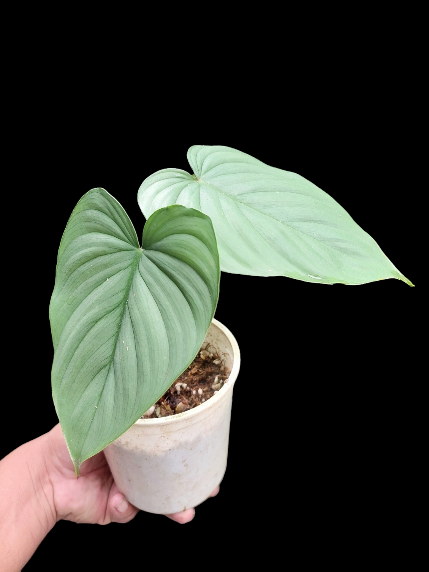 Philodendron sp. 'Silver Angel' with 3 Leaves (EXACT PLANT)