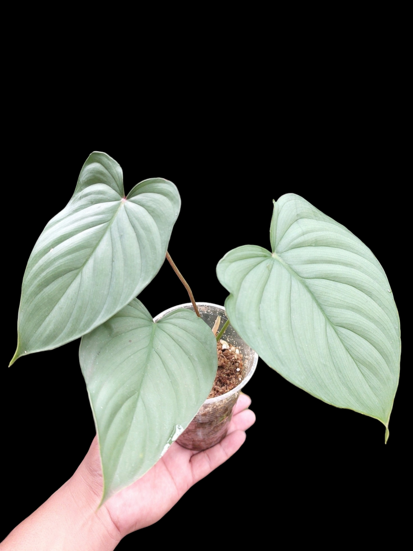 Philodendron sp. 'Silver Angel' 3 Leaves (EXACT PLANT)