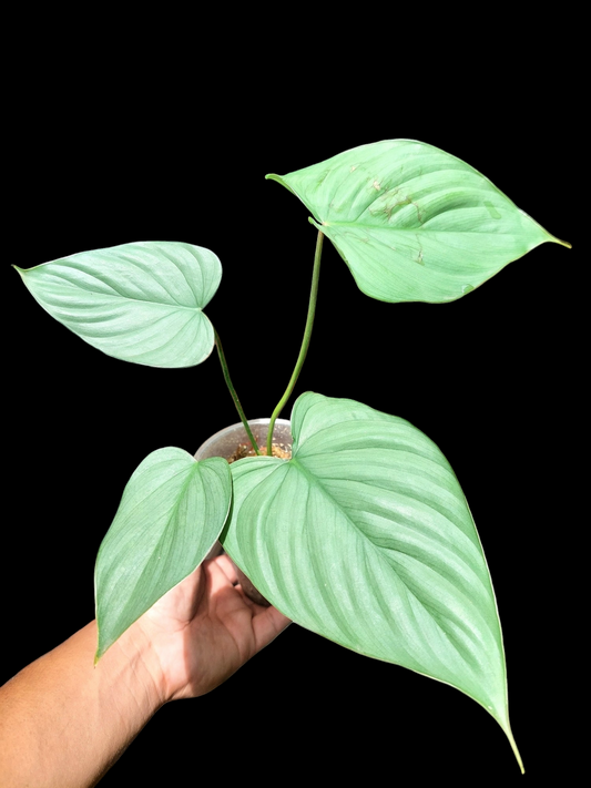 Philodendron sp. 'Silver Angel' with 4 Leaves (EXACT PLANT)