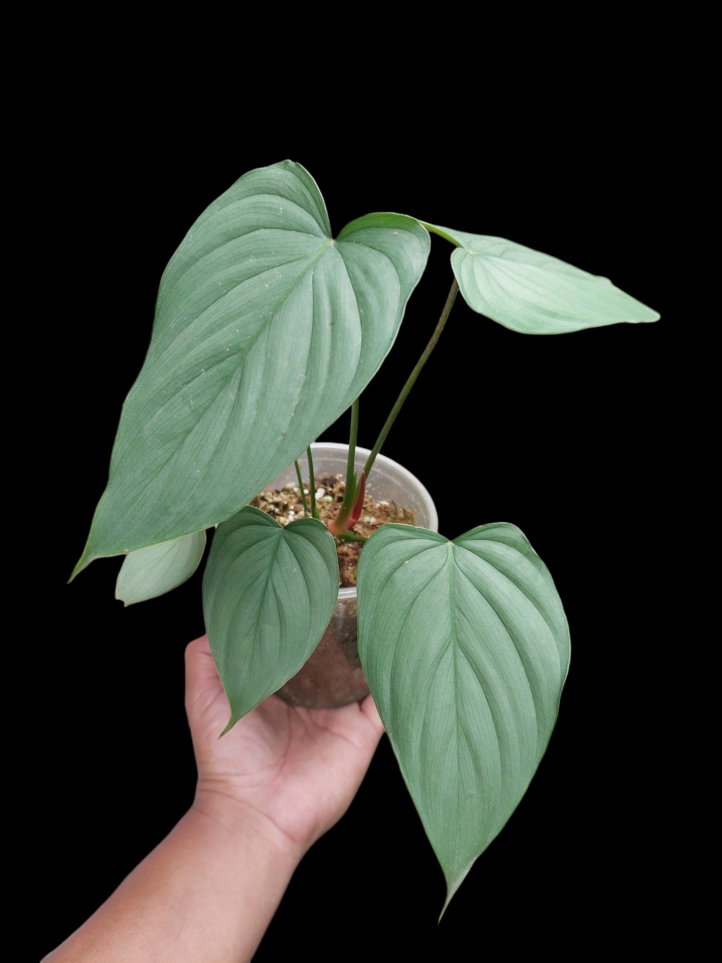 Philodendron sp. 'Silver Angel' with 7 Leaves  (EXACT PLANT)