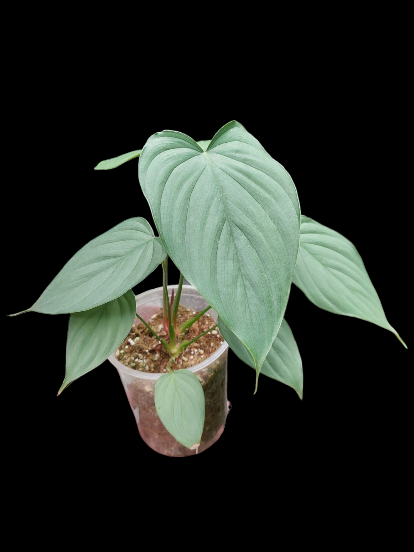 Philodendron sp. 'Silver Angel' with 7 Leaves  (EXACT PLANT)