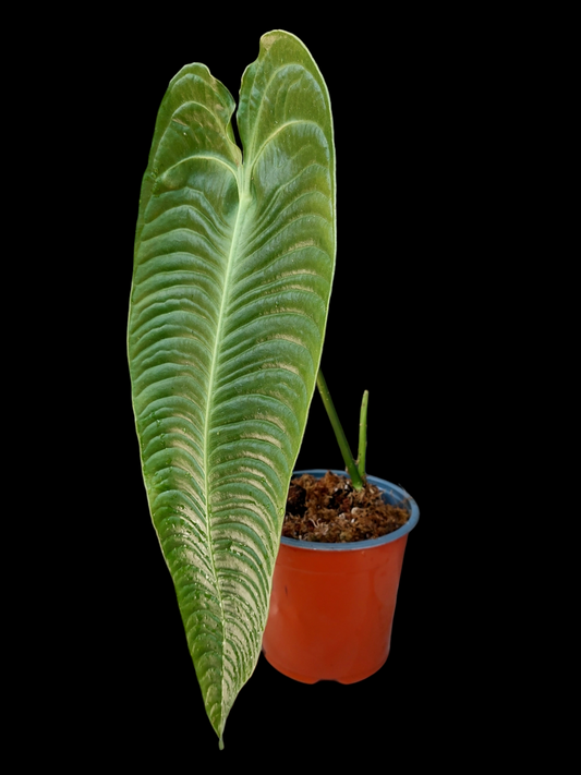 Anthurium Veitchii Narrow Form (EXACT PLANT)