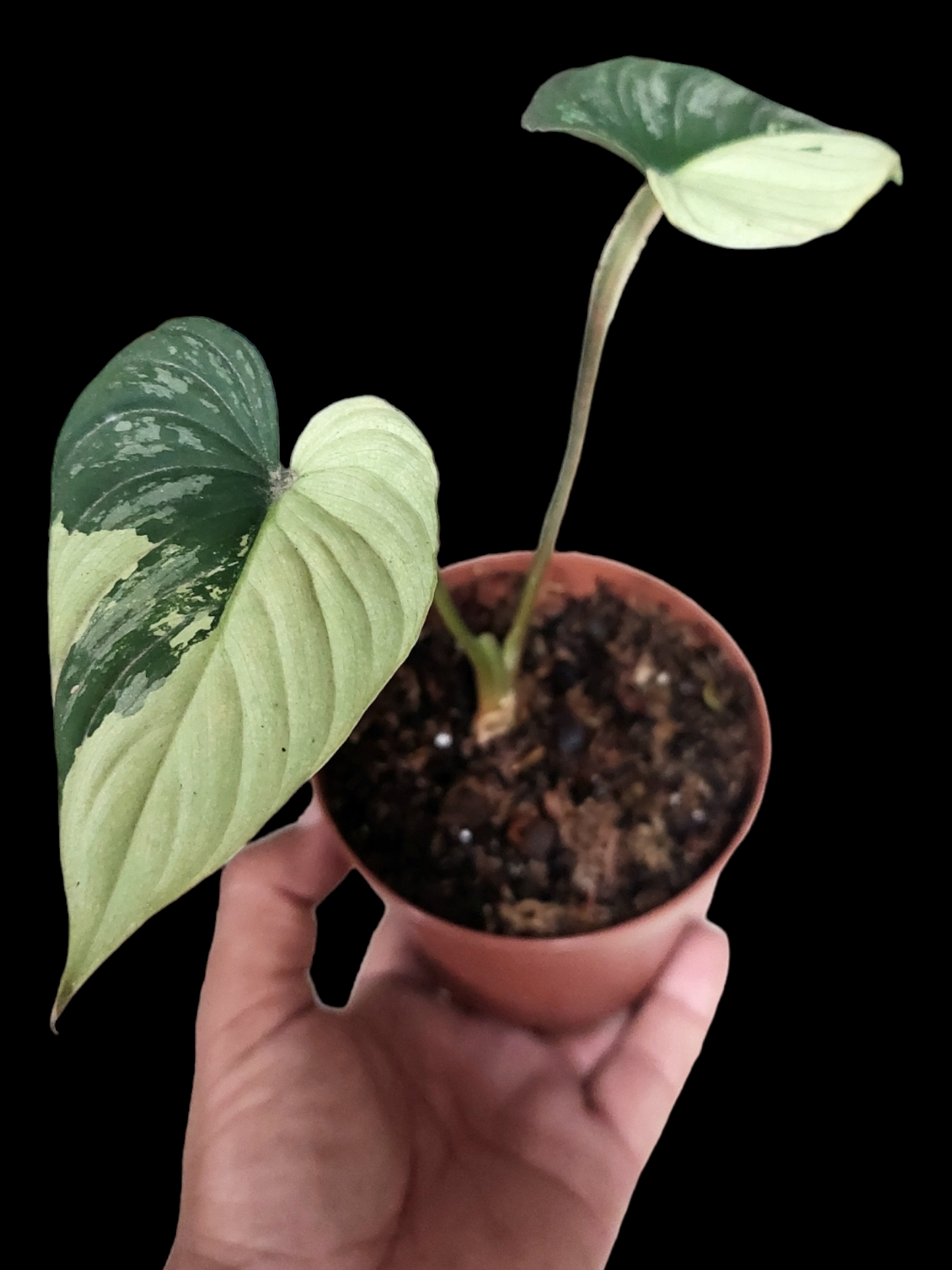 Philodendron Mamei Albo Variegated (EXACT PLANT)