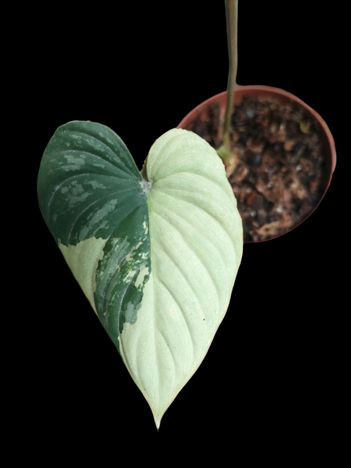 Philodendron Mamei Albo Variegated (EXACT PLANT)