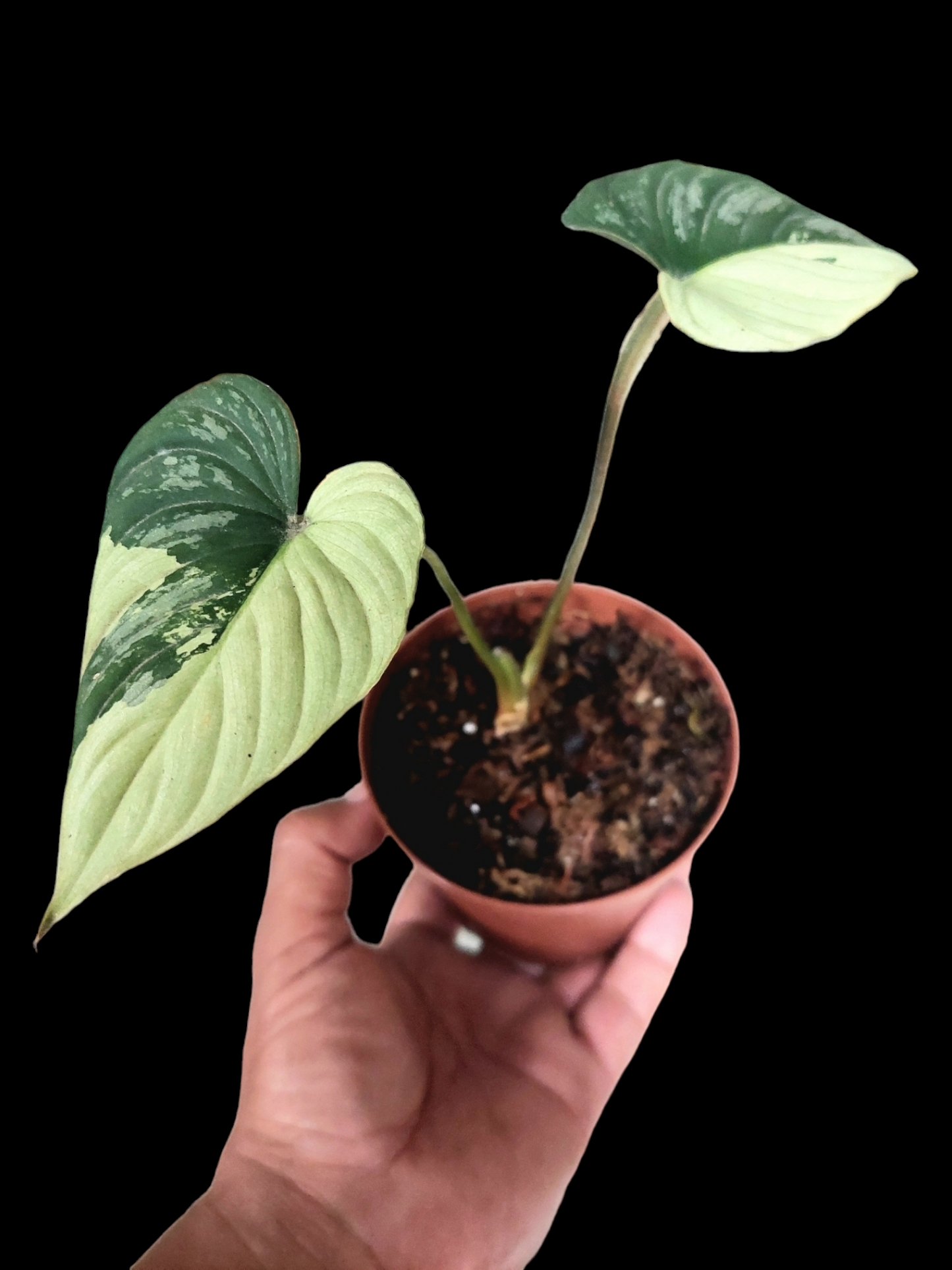 Philodendron Mamei Albo Variegated (EXACT PLANT)