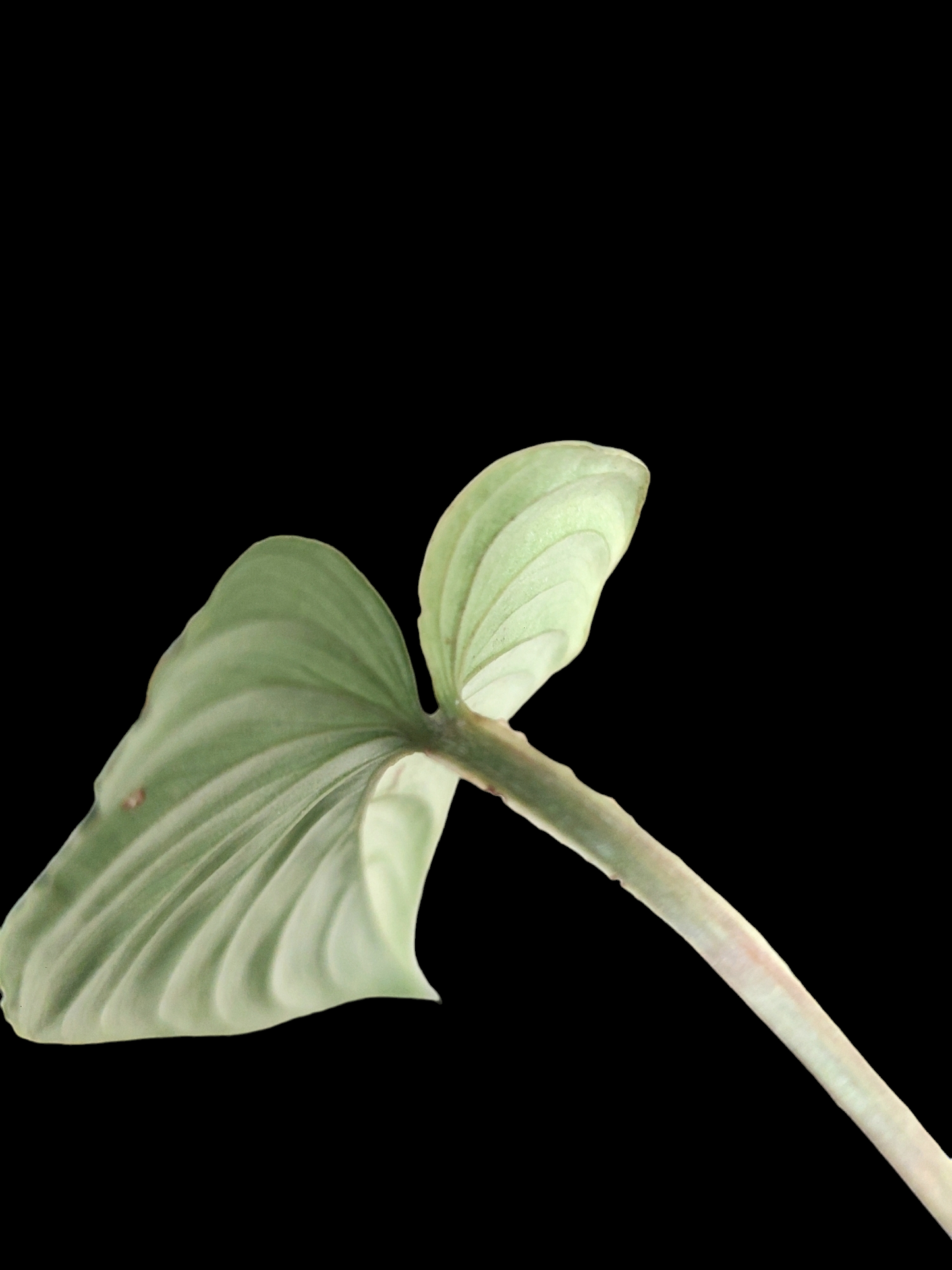 Philodendron Mamei Albo Variegated (EXACT PLANT)