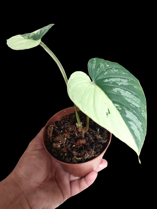 Philodendron Mamei Albo Variegated (EXACT PLANT)