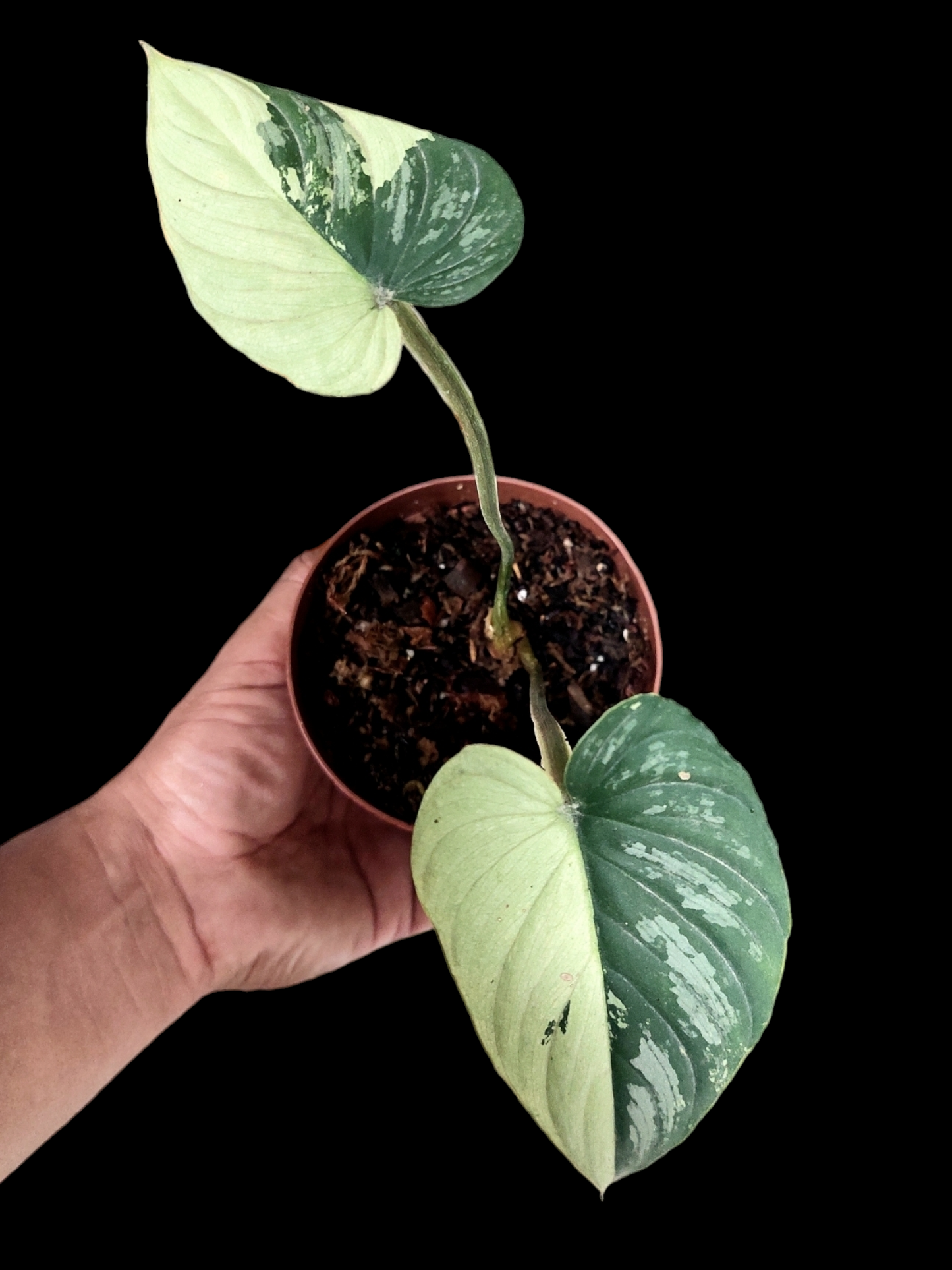 Philodendron Mamei Albo Variegated (EXACT PLANT)