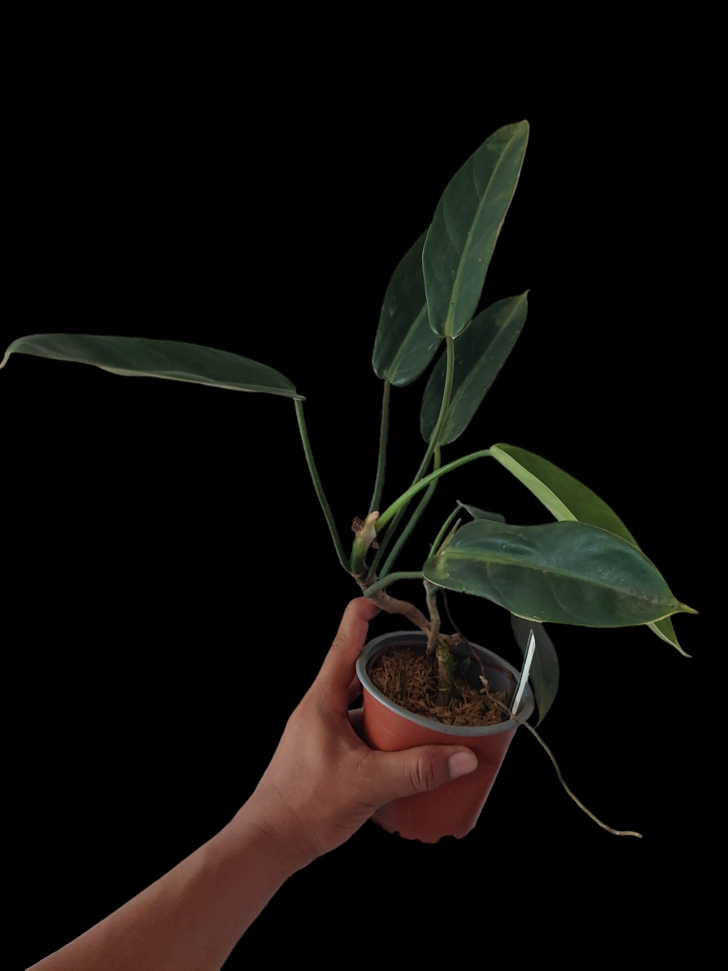 Philodendron Crassinervium Peru Ecotype (EXACT PLANT)