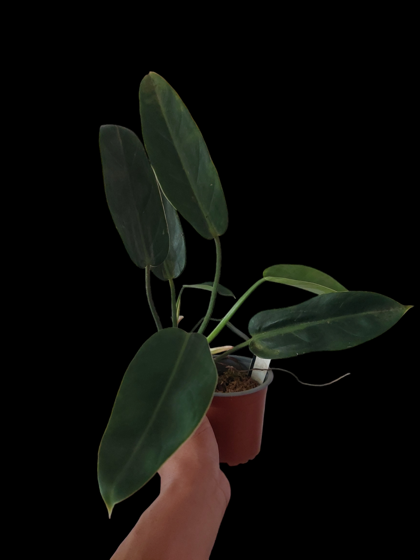 Philodendron Crassinervium Peru Ecotype (EXACT PLANT)