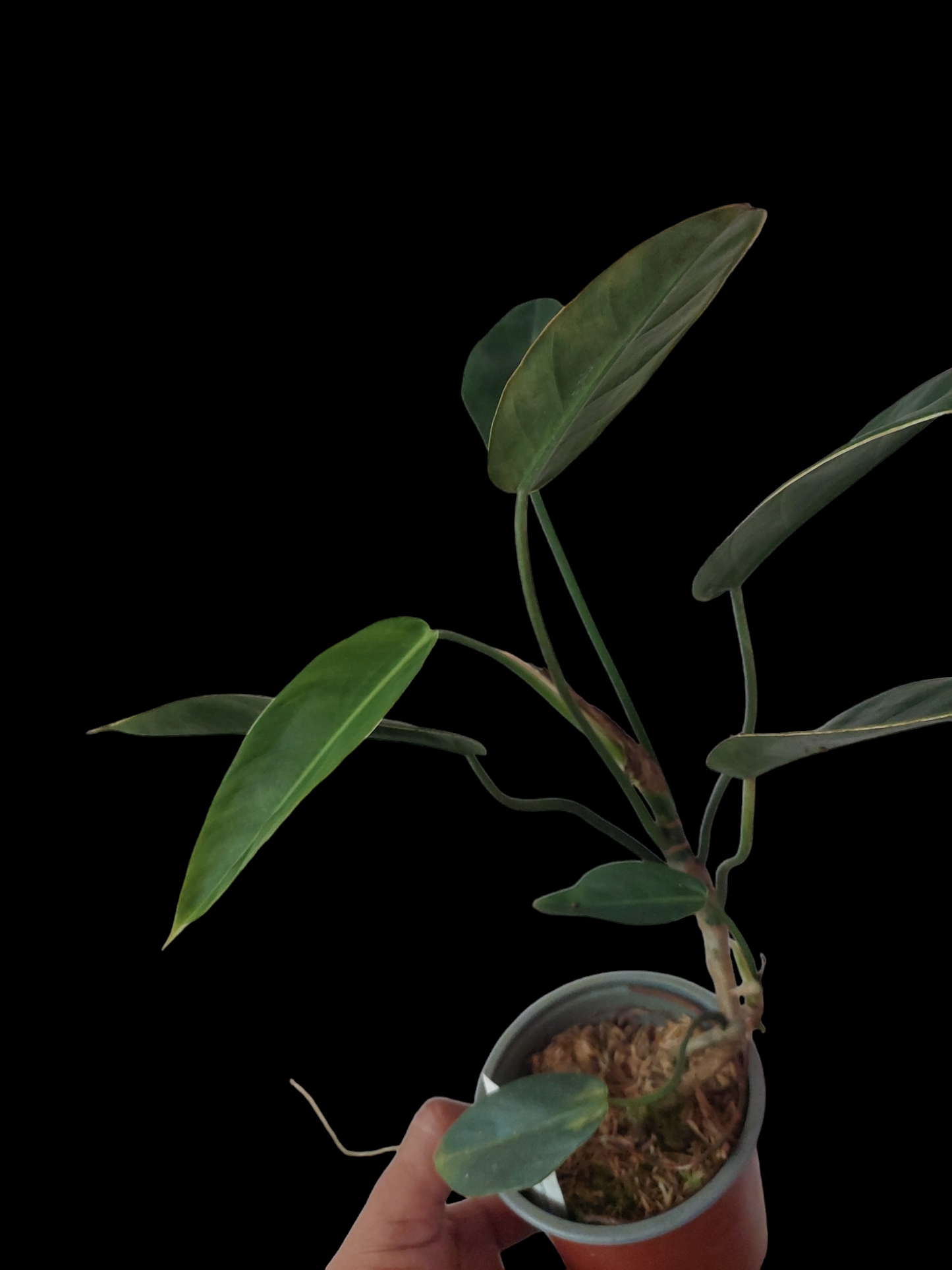 Philodendron Crassinervium Peru Ecotype (EXACT PLANT)