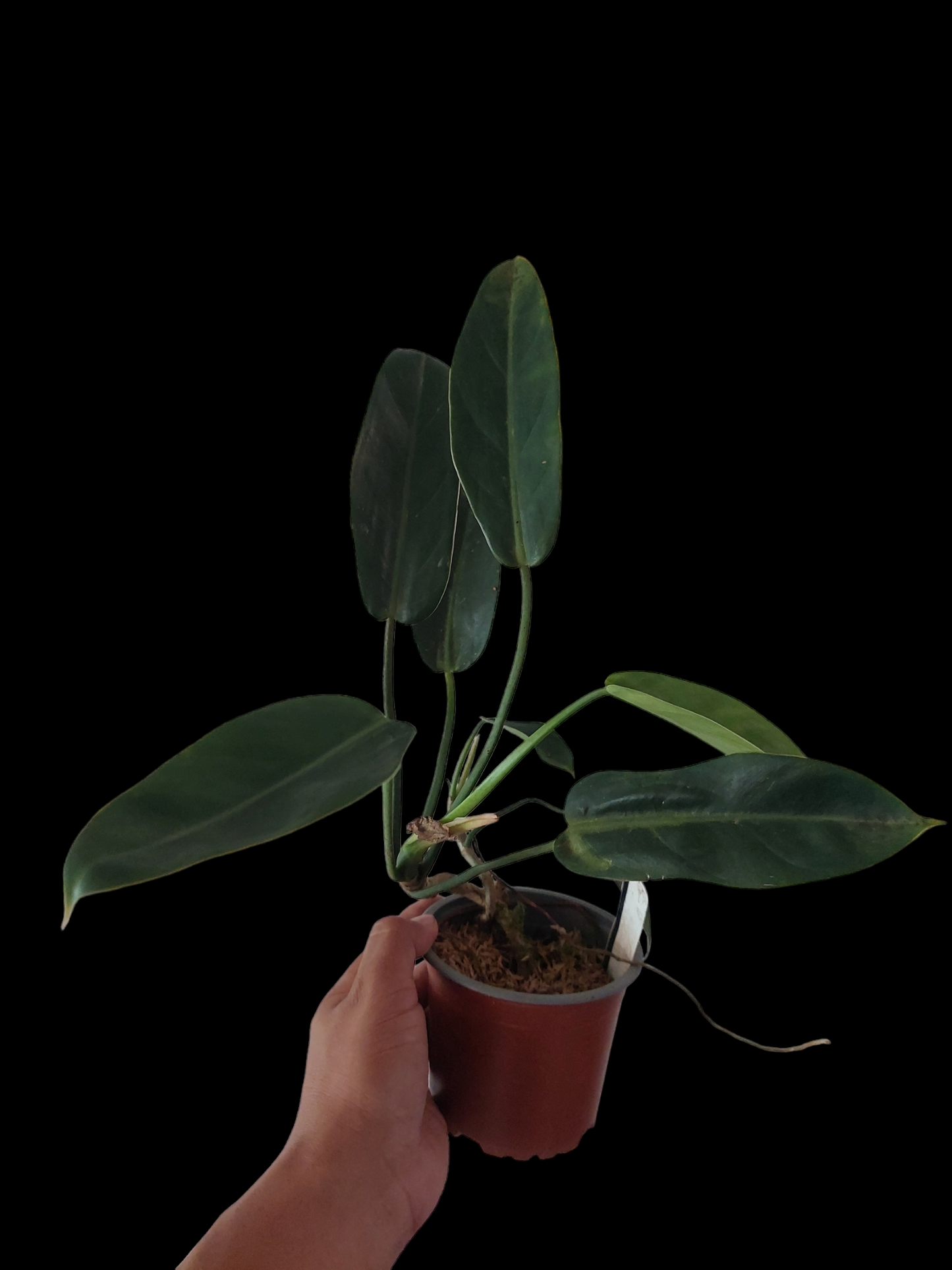 Philodendron Crassinervium Peru Ecotype (EXACT PLANT)