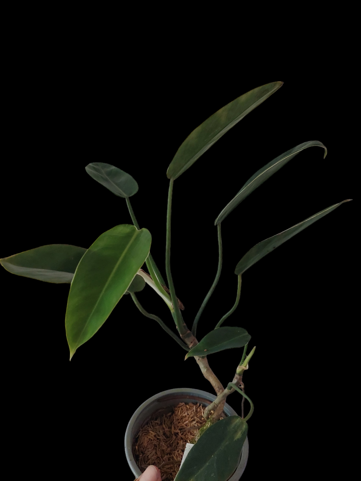 Philodendron Crassinervium Peru Ecotype (EXACT PLANT)